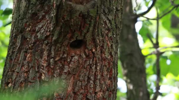nidifier un pic dans un chêne dans le bois 