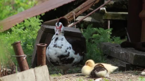 Patos en una granja, sonido en vivo — Vídeo de stock