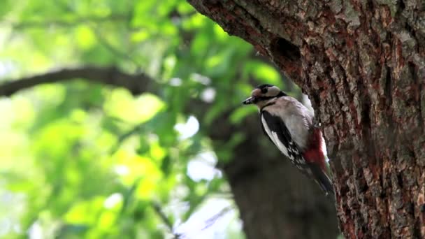 Nest a woodpecker in an oak in the wood — Stock Video