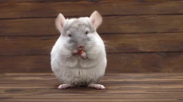 Chinchilla on brown screen — Stock Video