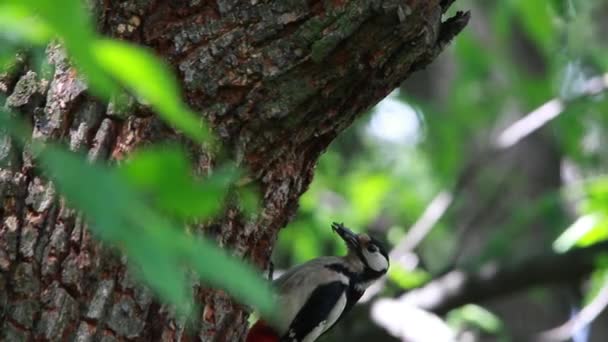 Anidan un pájaro carpintero en un roble en el bosque — Vídeos de Stock