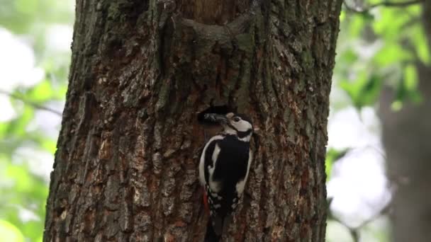 Nest a woodpecker in an oak in the wood — Stock Video