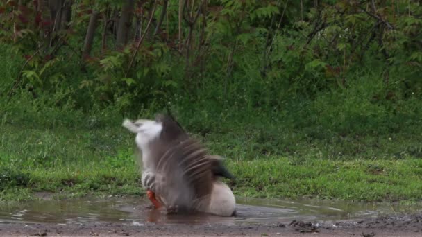 A bathing geese — Stock Video