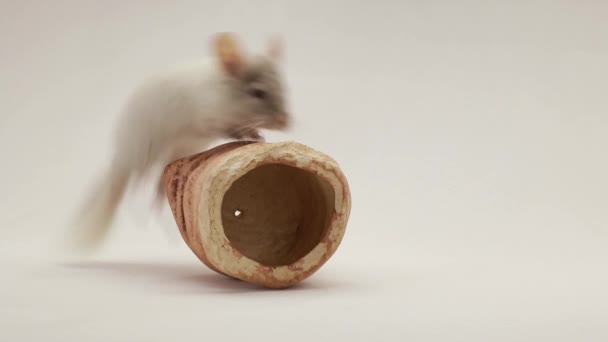 Chinchilla auf weißem Bildschirm — Stockvideo