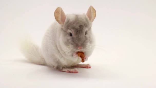 Chinchilla sur écran blanc — Video