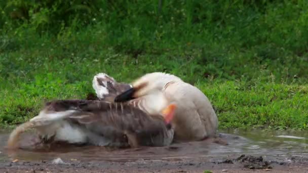 A bathing geese — Stock Video