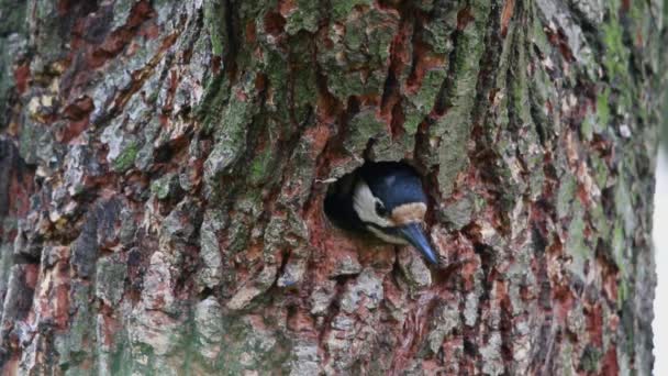 Anidan un pájaro carpintero en un roble en el bosque — Vídeos de Stock