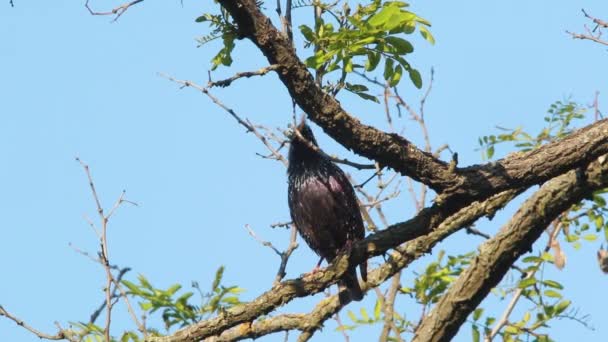 Starling em um galho na madeira — Vídeo de Stock