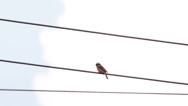 Shrike dal dorso rosso — Video Stock