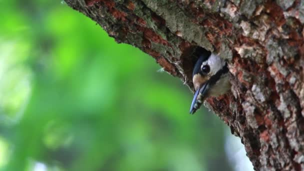 Nest eines Spechts in einer Eiche im Wald — Stockvideo
