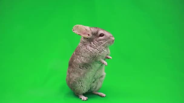 Chinchilla en pantalla verde — Vídeos de Stock