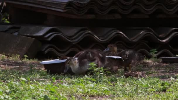 Patos em uma fazenda, som ao vivo — Vídeo de Stock