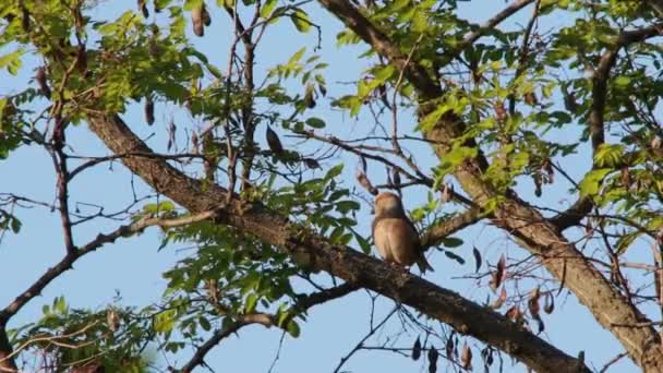 Grosbeak sentado em um galho de árvore — Vídeo de Stock