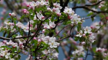 çiçekler elma, canlı ses