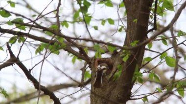 Bir Nest yakalı sinekkapan