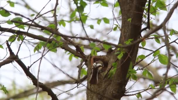 Collared Flycatcher la un cuib — Videoclip de stoc