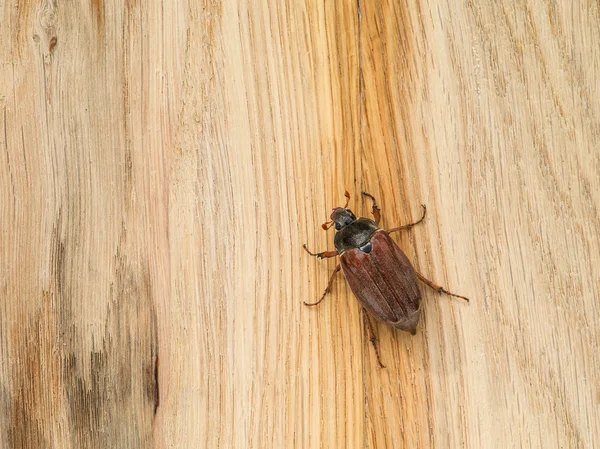 Cockchafer striscia su quercia — Foto Stock