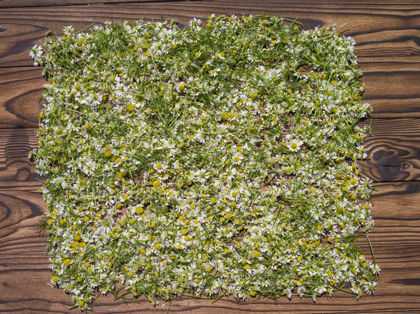 Dry aromatic chamomiles — Stock Photo, Image