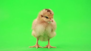 sevimli küçük tavuk