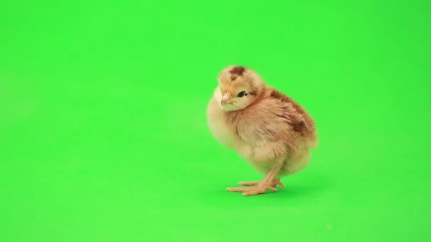 Cute little chicken — Stock Video