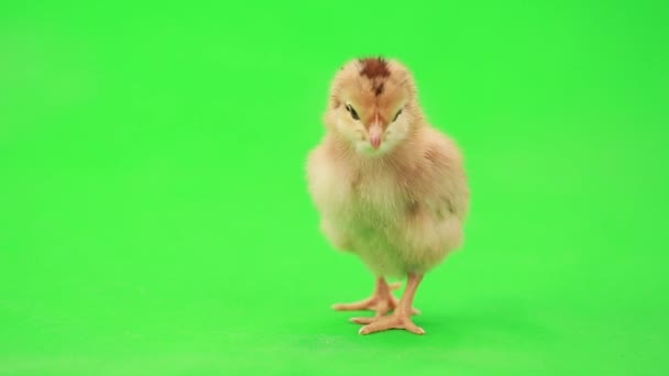 Lindo poco pollo — Vídeo de stock