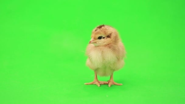 Sevimli küçük tavuk — Stok video