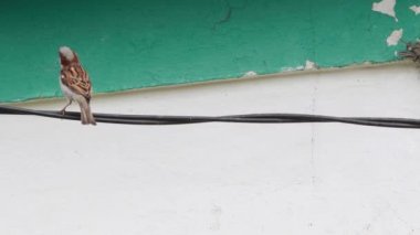 Sevimli minik serçe