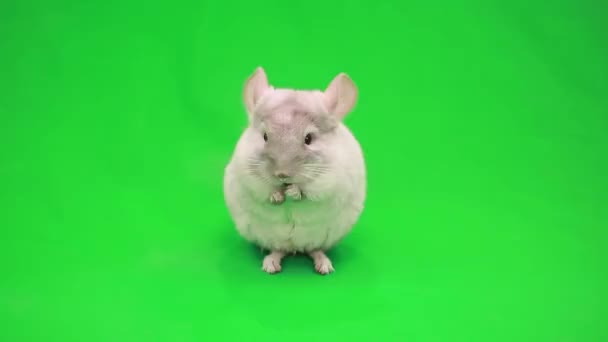 Cute little chinchilla — Stock Video