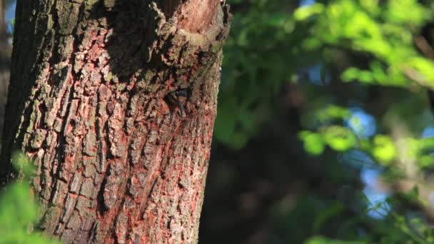 Nid avec pic dans l'arbre 