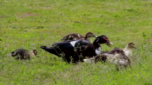 Anka med ankungar promenader i gräs — Stockvideo