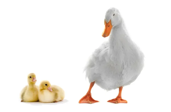 Cute small ducklings and duck — Stock Photo, Image
