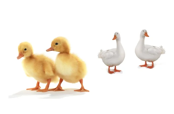 Ducks and cute ducklings — Stock Photo, Image