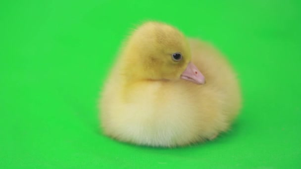 Mignon petit canard — Video