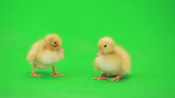 Lindos patitos. — Vídeo de stock