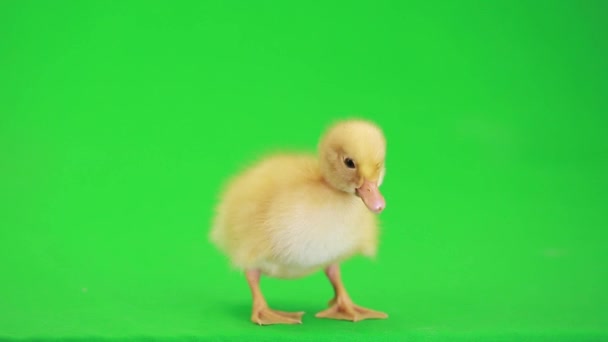 Cute little duckling — Stock Video