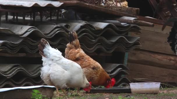 Poules blanches et brunes à la ferme — Video
