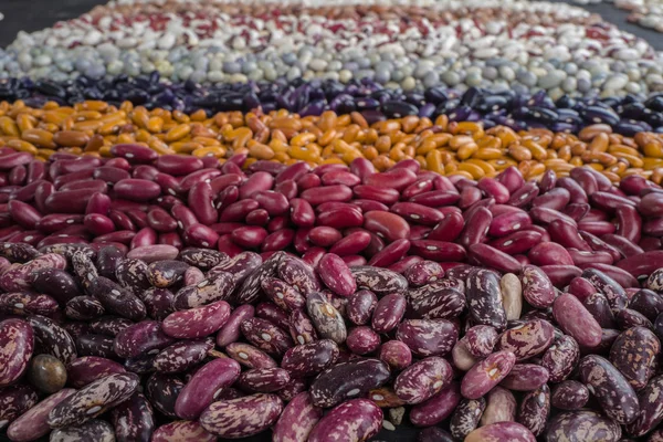 Color haricots on wooden table — Stock Photo, Image