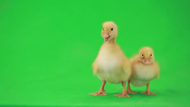 그린에 작은 ducklings — 비디오