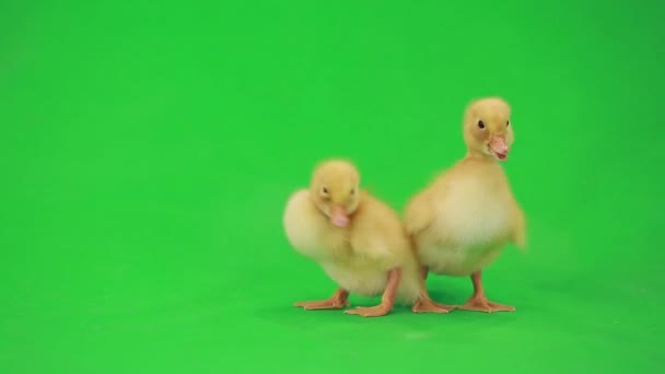 Little ducklings on green — Stock Video