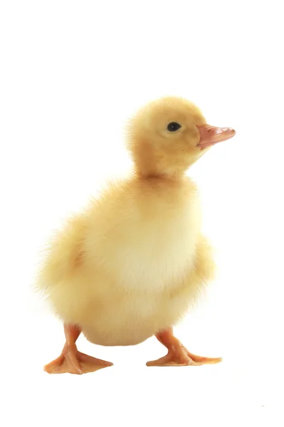 Little duckling on white — Stock Photo, Image
