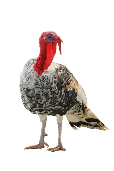 Turkey isolated on white — Stock Photo, Image