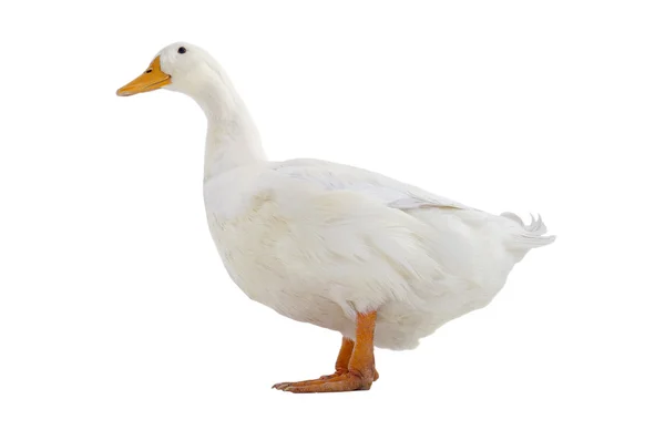 Beyaz ördek izole — Stok fotoğraf