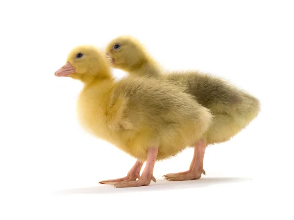 Weinig goslings op wit — Stockfoto