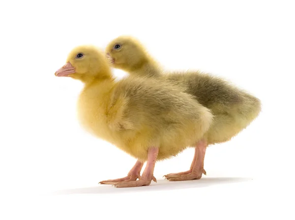 Pequenos gansos em branco — Fotografia de Stock