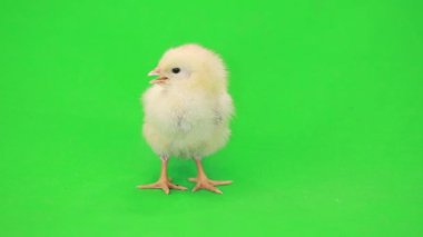 yeşil küçük tavuk 