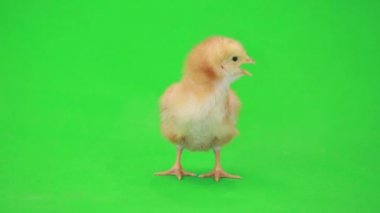 yeşil küçük tavuk 