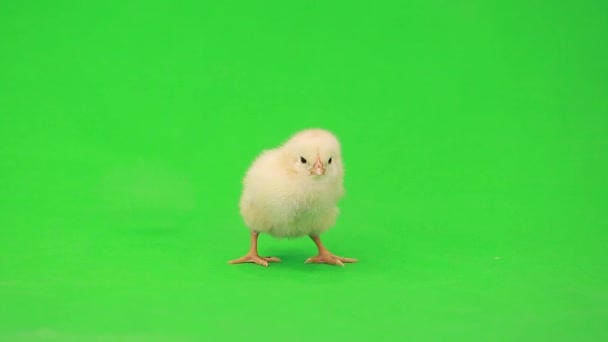 Маленькая курица на зеленом — стоковое видео