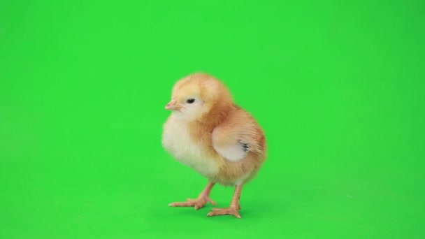 Little chicken on green — Stock Video