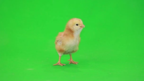 Petit poulet sur vert — Video