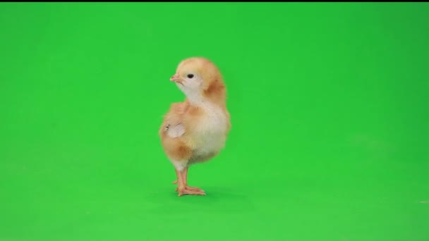 Маленькая курица на зеленом — стоковое видео